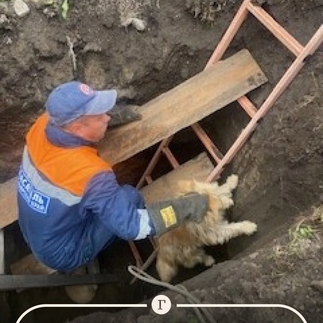 Спасатели вытащили пять собак, провалившихся в котлован.