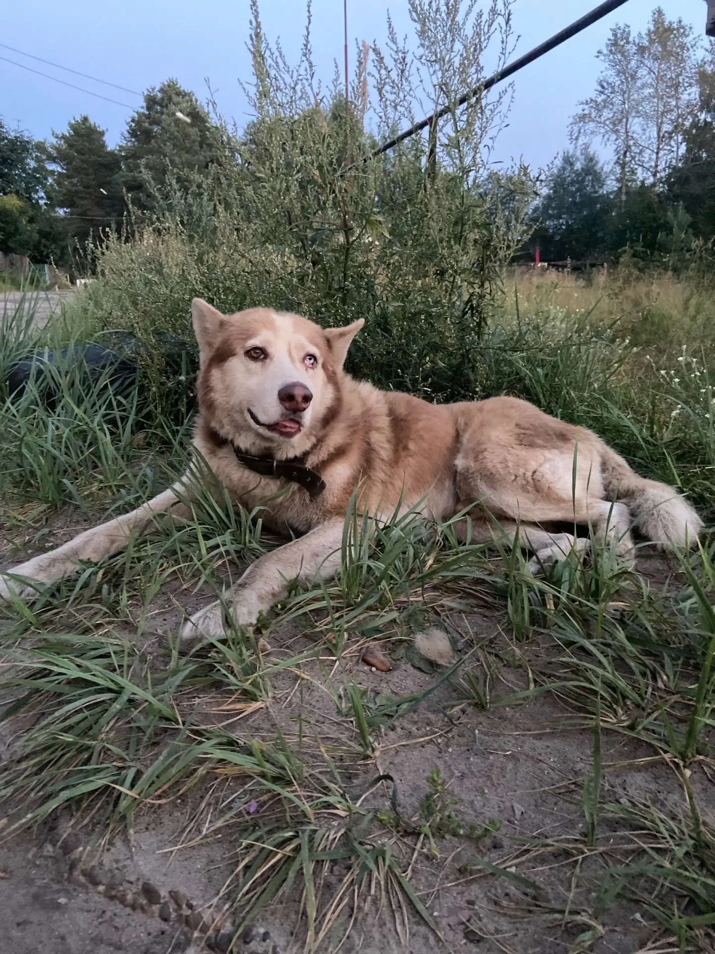 🆘 5 ЛЕТ НА УЛИЦЕ. САМЫЙ ПРЕДАННЫЙ ПЁС КРАСНОВИШЕРСКА УМИРАЕТ. 🆘