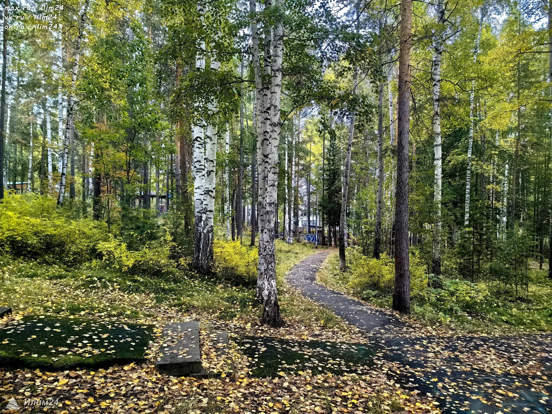 Красивая осень в Усть-Илимске 🍁 Роща третьего микрорайона 🍂
