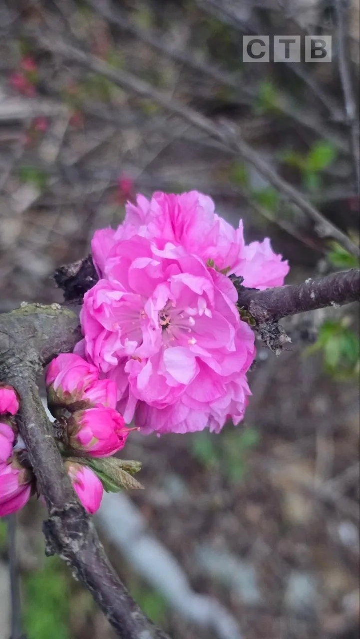 🌺Доброе утро, друзья!   🌸Идем навстречу новому дню с позитивом и красочными фото цветения природы, к