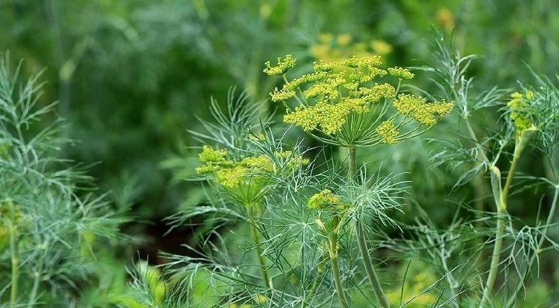 ПОЛЬЗА ОТ УКРОПА 🌱