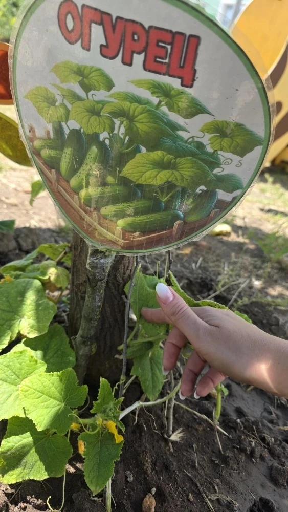 🌱 Первые огурцы на огороде группы «Почемучки»! 🌱

В ГБДОУ № 21 — настоящий праздник для воспитанни