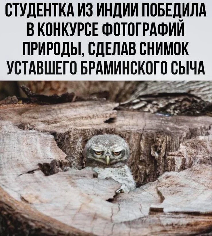 Все мы немного этот сыч 😁
