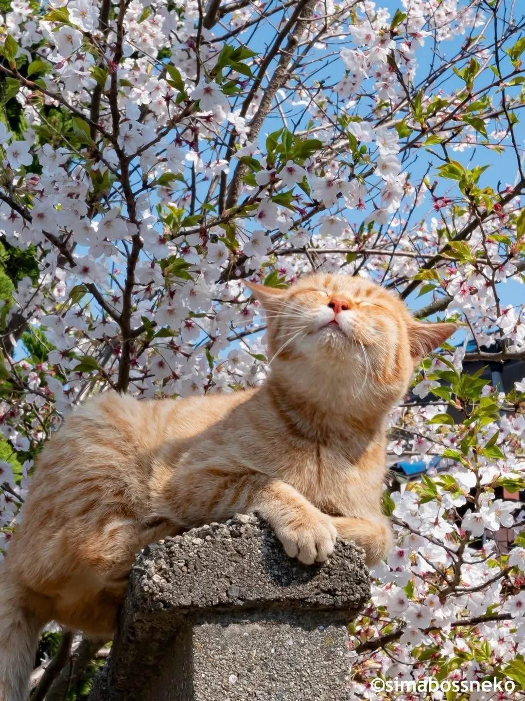 simabossneko