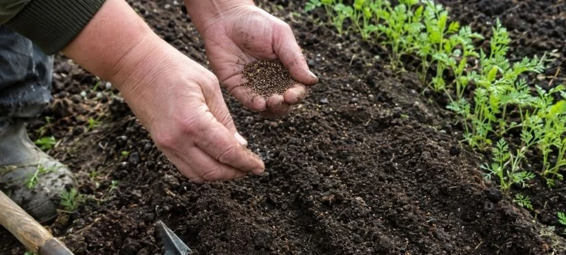🌱 Никакой больше горчицы!