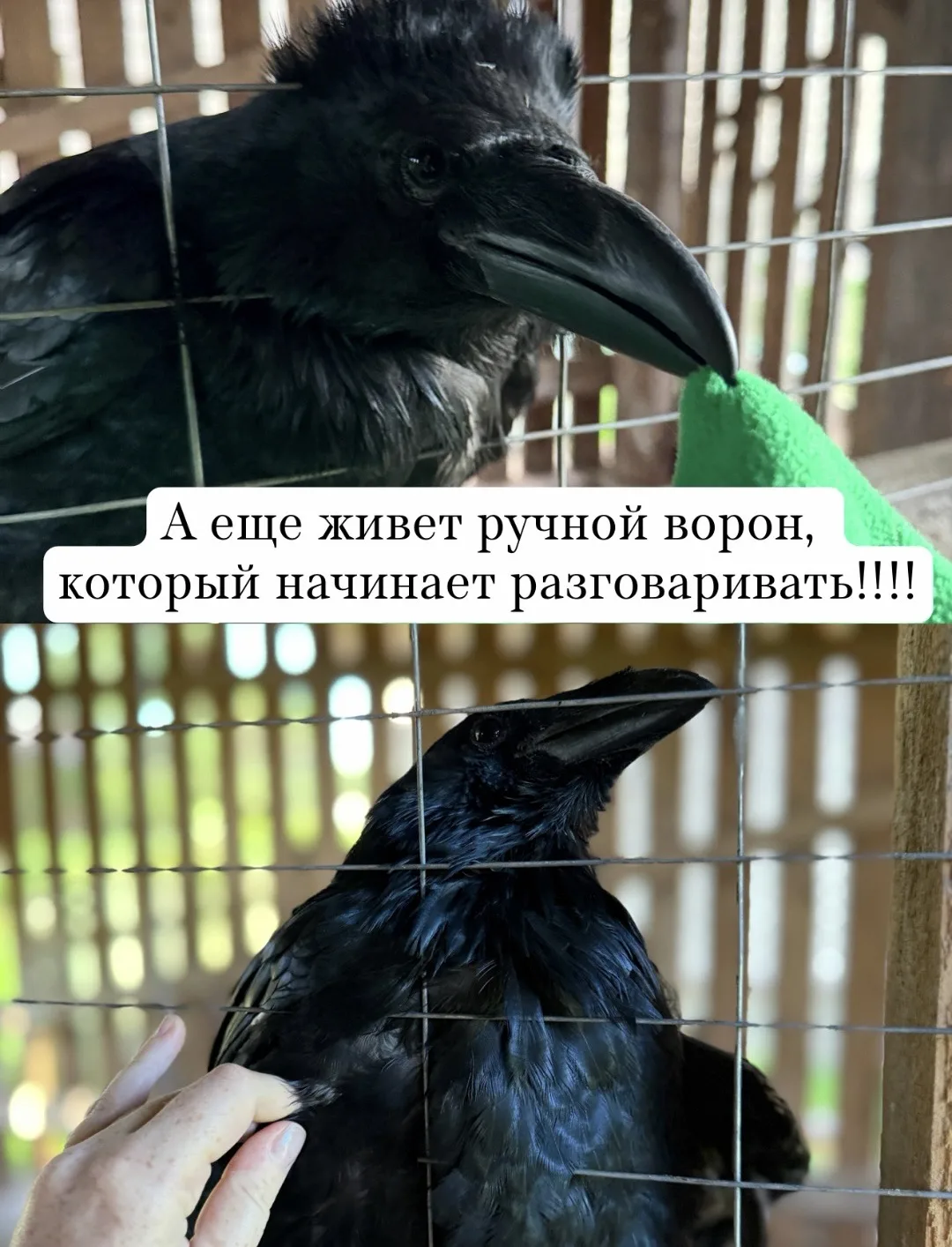 Изображение 9 к публикации «Огород с Зизюлей»