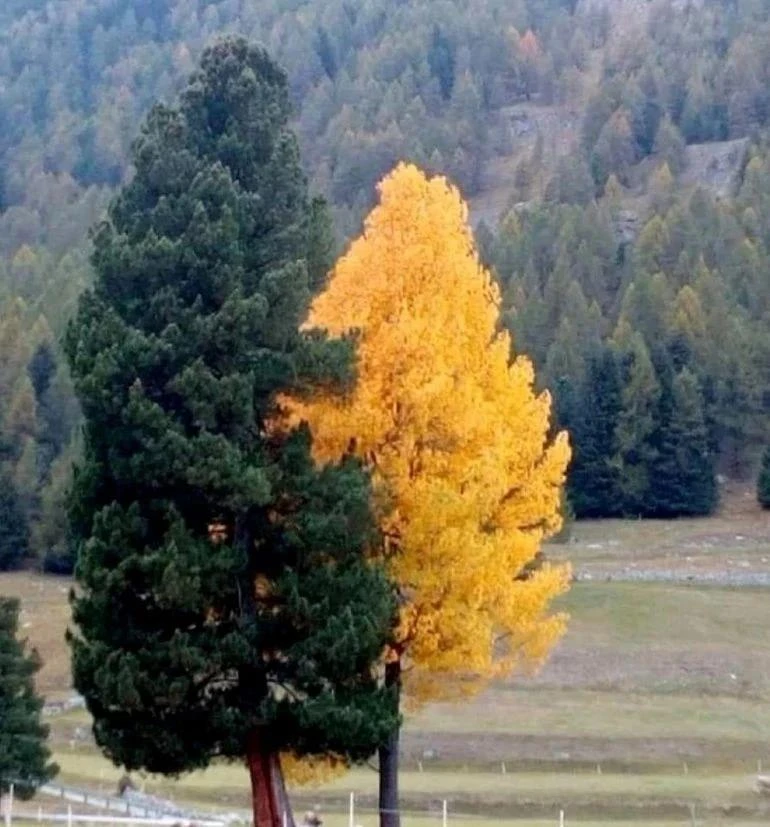 Осень в Красноярском крае 🍂