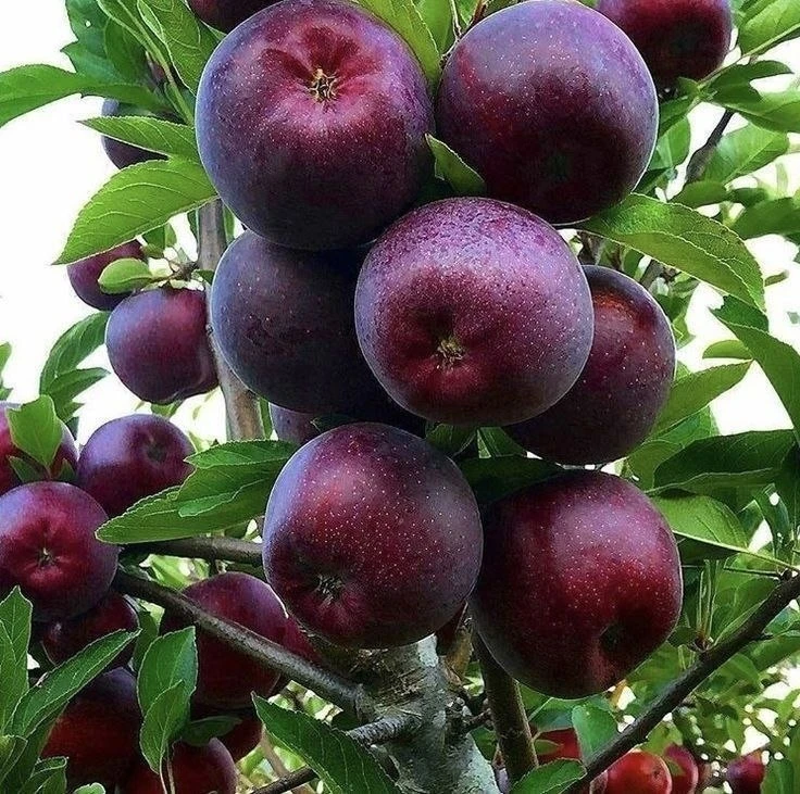 Черное яблоко — крупный морозостойкий сорт 🍎