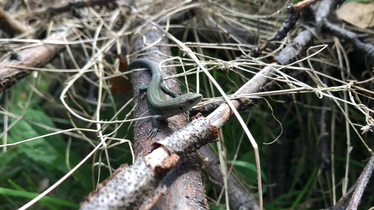 🌳Сегодня отмечается День любви к природе.  Наша планета — живой высокоорганизованный организм, котор