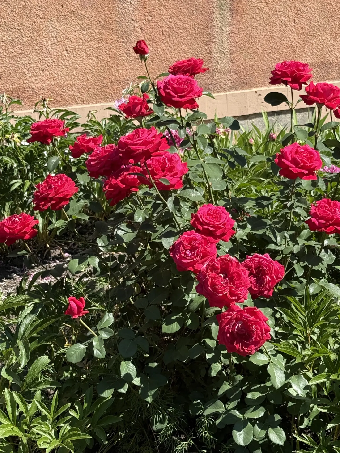 🌿ЮНЫЕ ПОМОЩНИКИ В ДЕЛЕ🌿
🌞Сегодня на повестке дня - полив! Наши ребята с большим энтузиазмом взяли