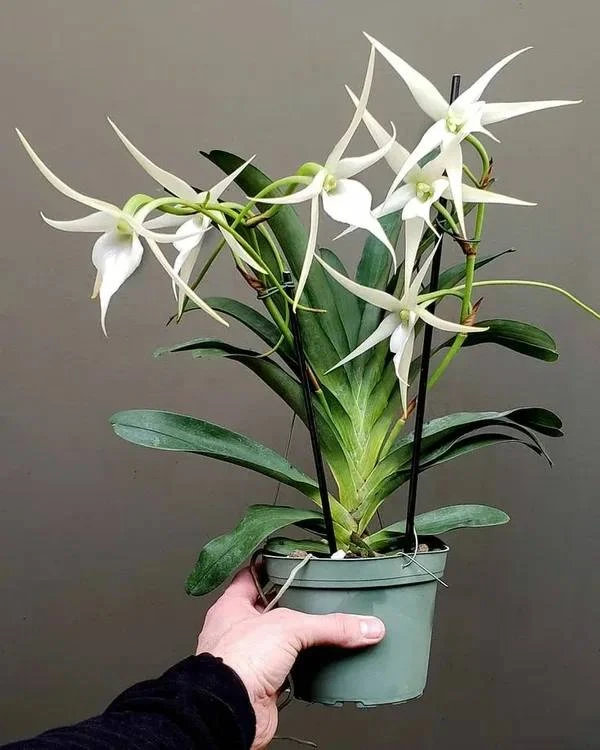 Ангрекум: тепло и влажность 🌿