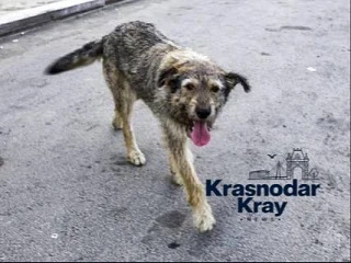 ‼️В Краснодаре проведут отлов бродячих собак.