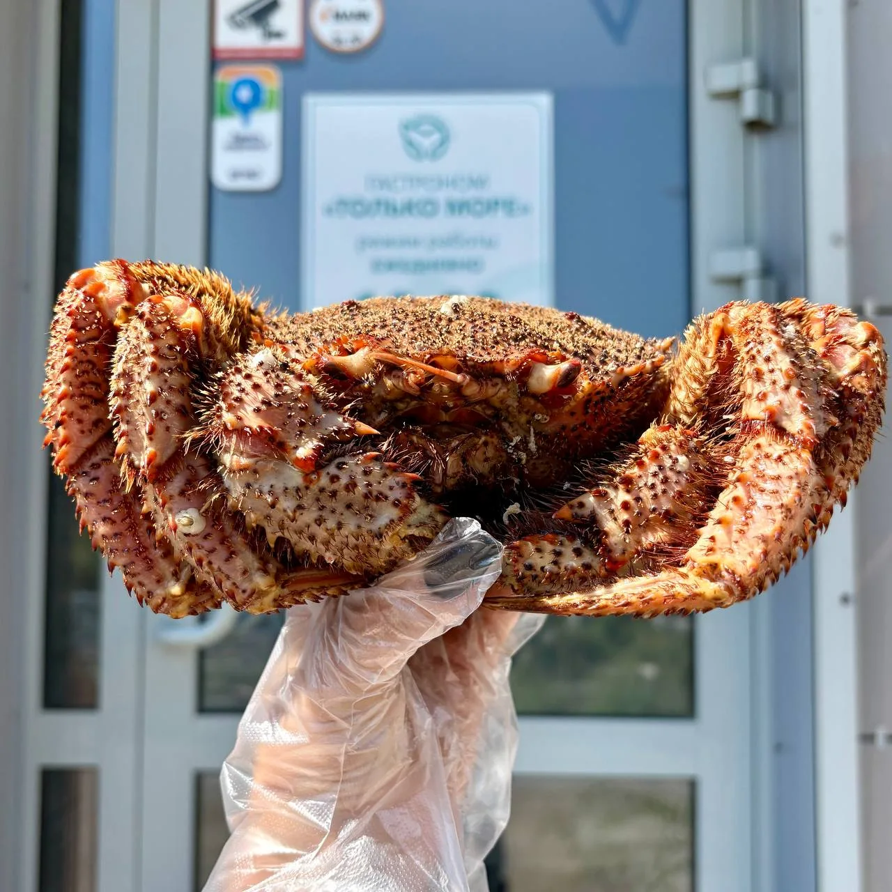 🦀 Краб волосатик НОВОЕ ПОСТУПЛЕНИЕ