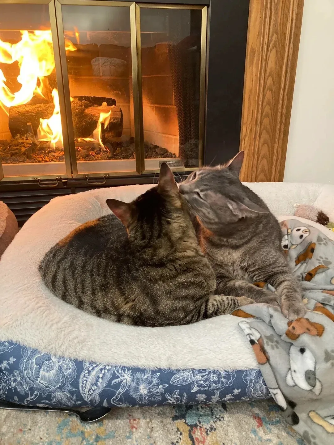 Спокойной ночи, котятки 😻😻