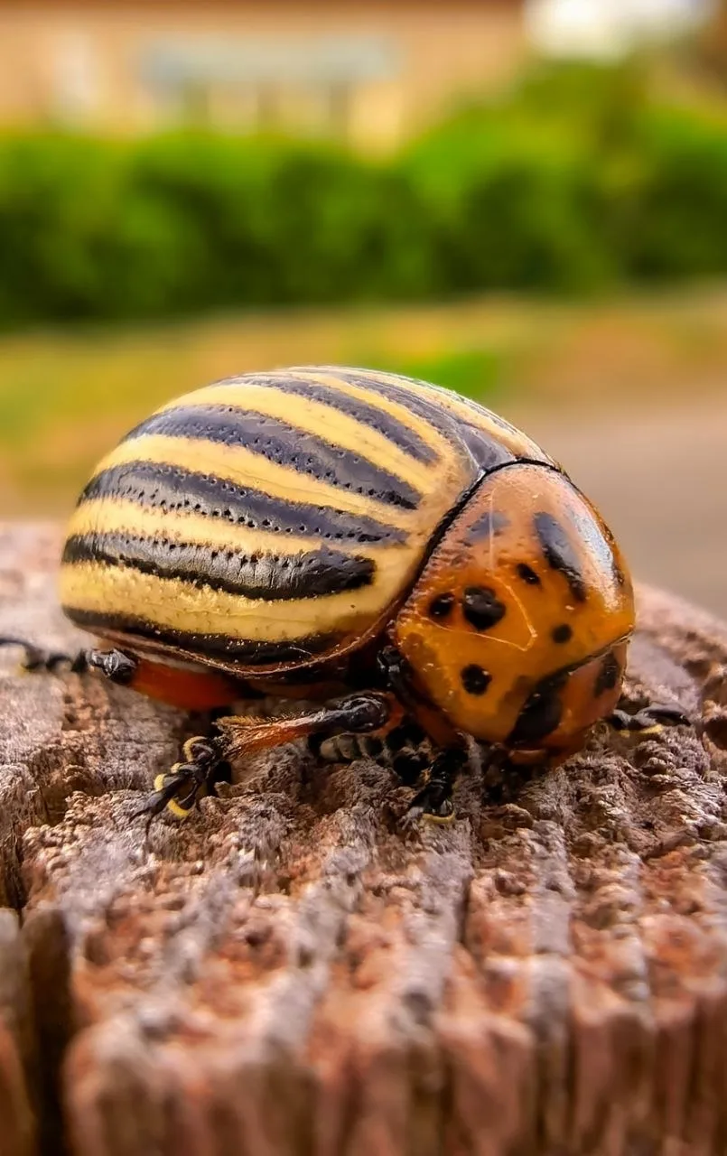 Флора и фауна Алтайского края🐝