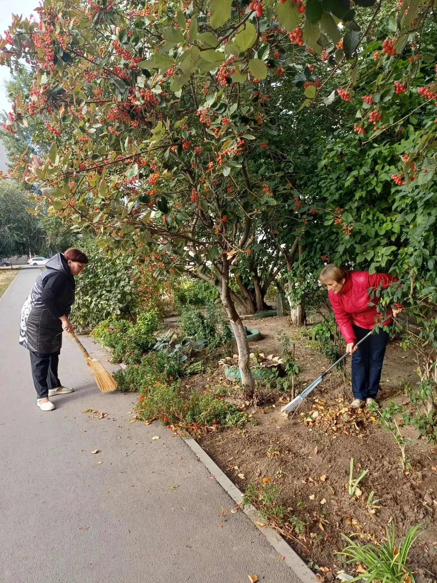 🍂Сотрудники библиотек сегодня дружно вышли на осенний субботник, чтобы убрать опавшую ...