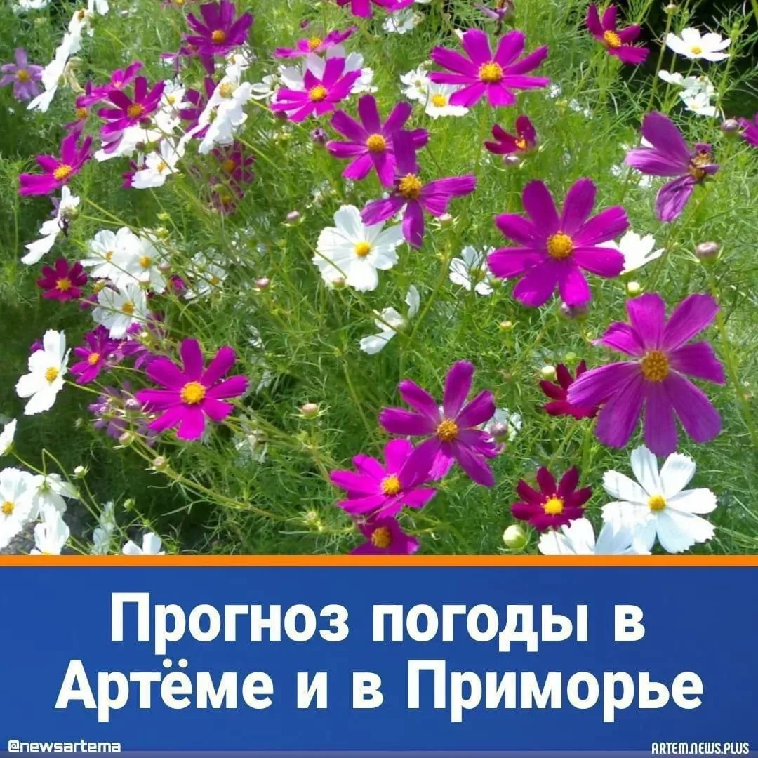 💫 Сегодня, 31 июля, погоду в Приморском крае определяют атмосферные фронты, местами кратковременный