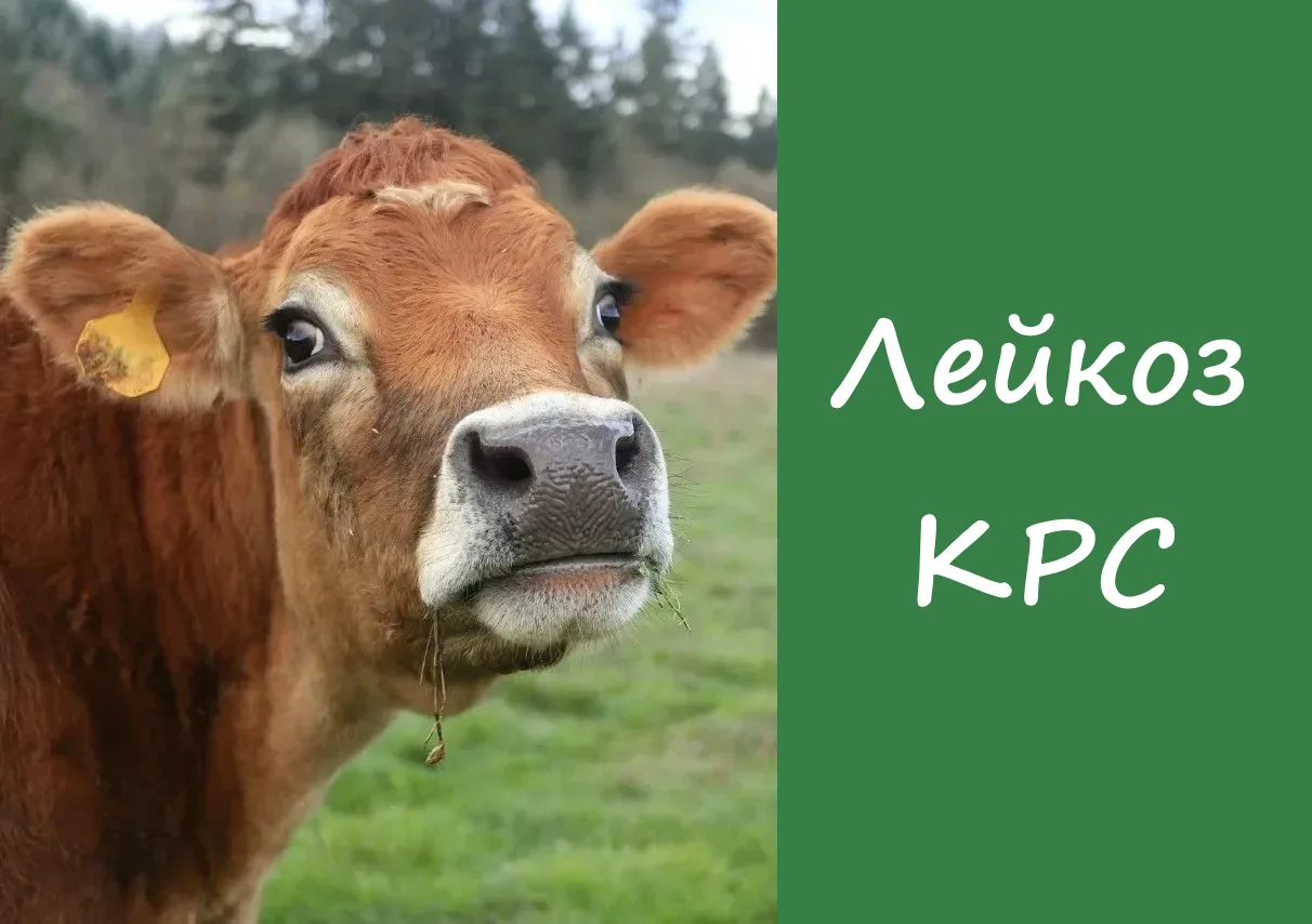 Лейкоз крупного рогатого скота – хроническая инфекционная болезнь, вызываемая РНК – сод...