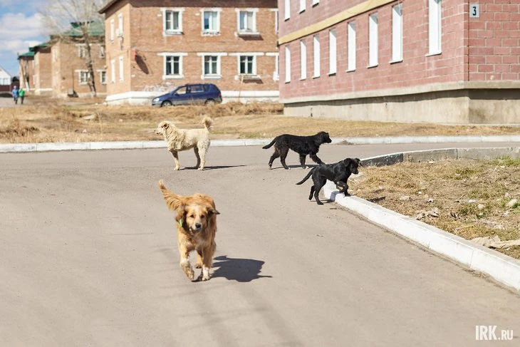 В Приангарье приостановили продажу «Мультикана» после гибели собак в других регионах
