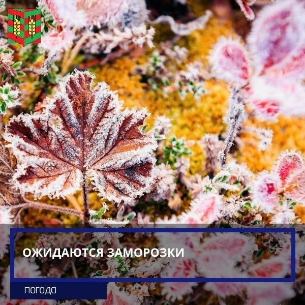 🌡В Курганской области синоптики прогнозируют похолодание. Заморозки в воздухе и на пов...
