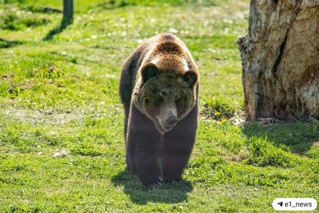 🐻 Медведи в Свердловской области обнаглели и идут к людям