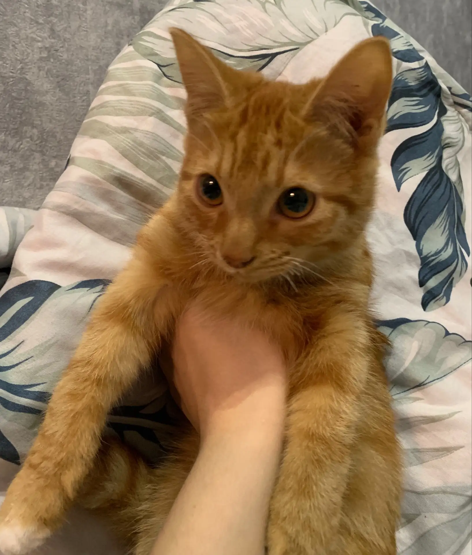 ❗️ОТДАМ КОТЯТ❗️