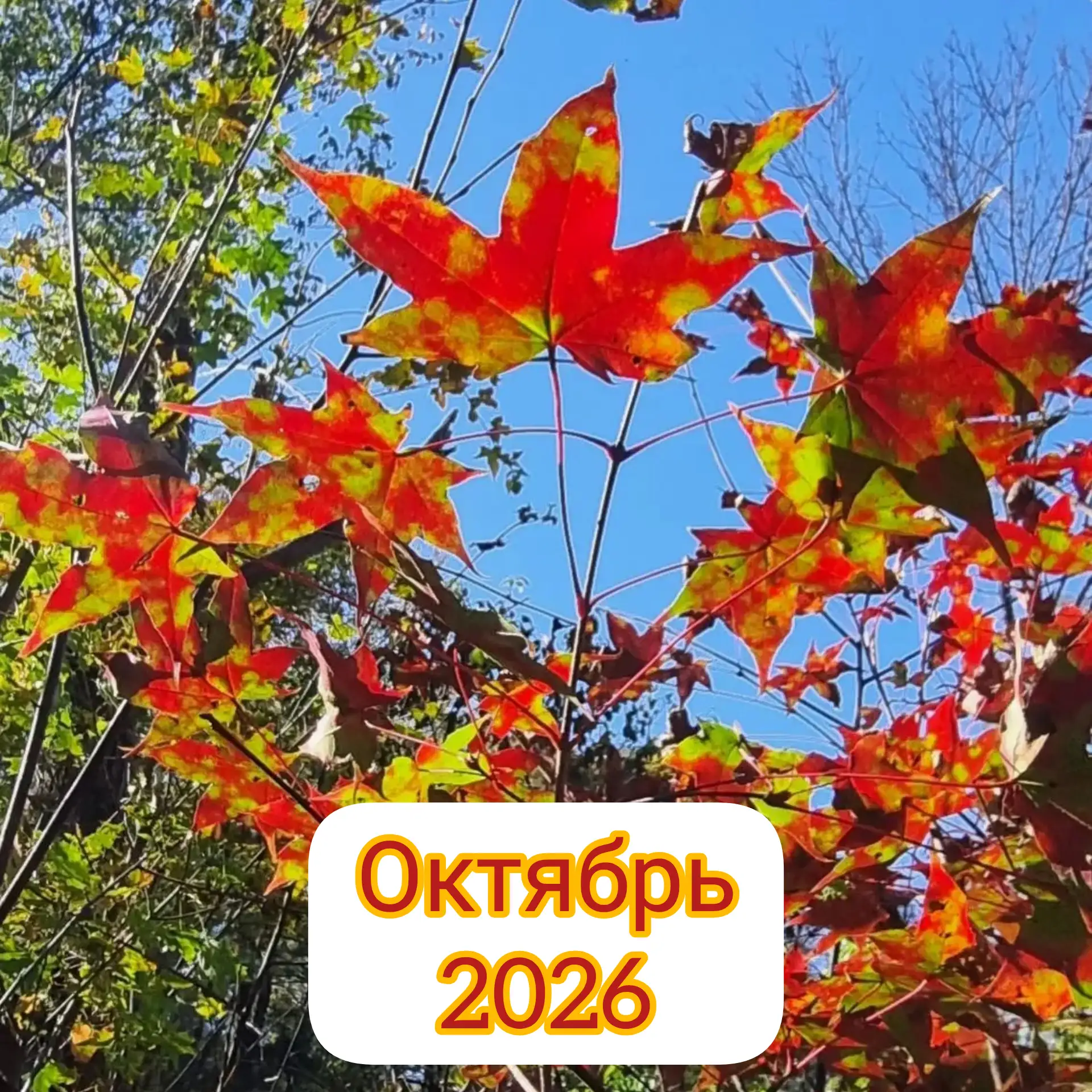 ЖЕНЬШЕНЬ - ИНФО: