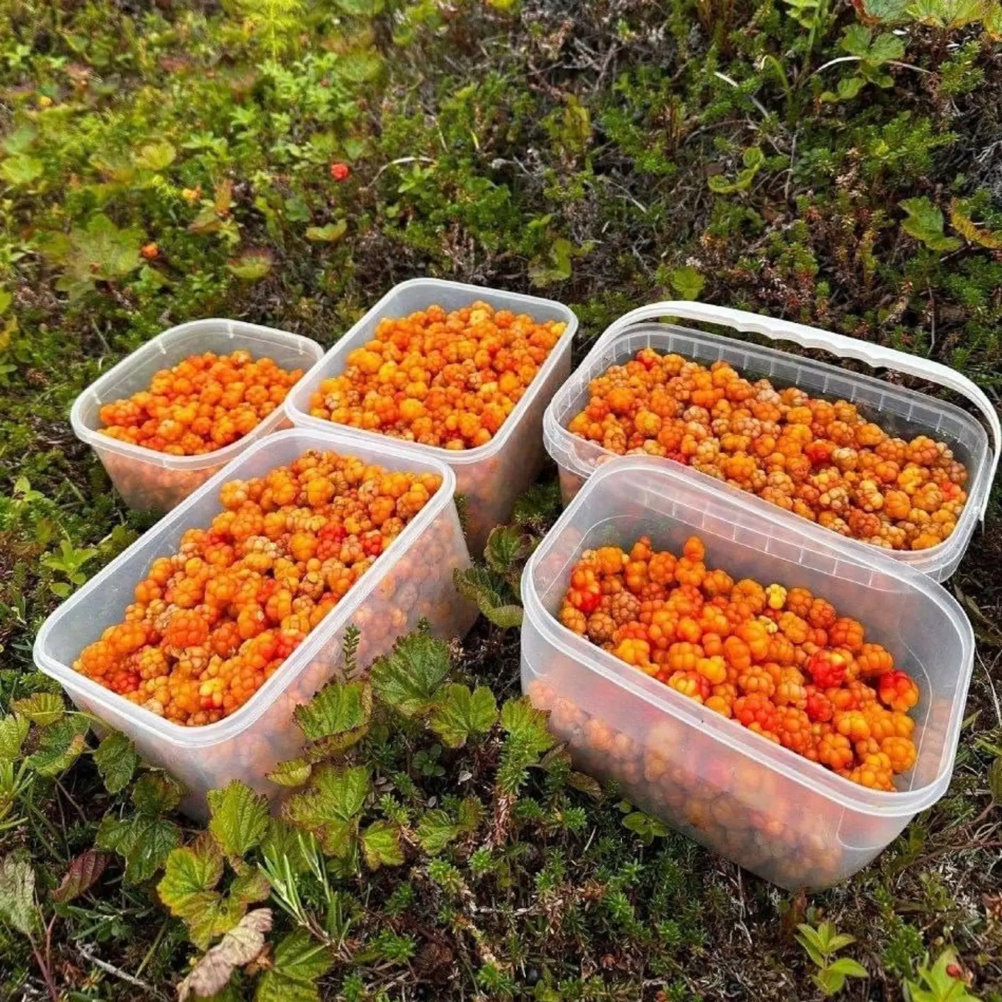 🍊 Сезон морошки в самом разгаре!