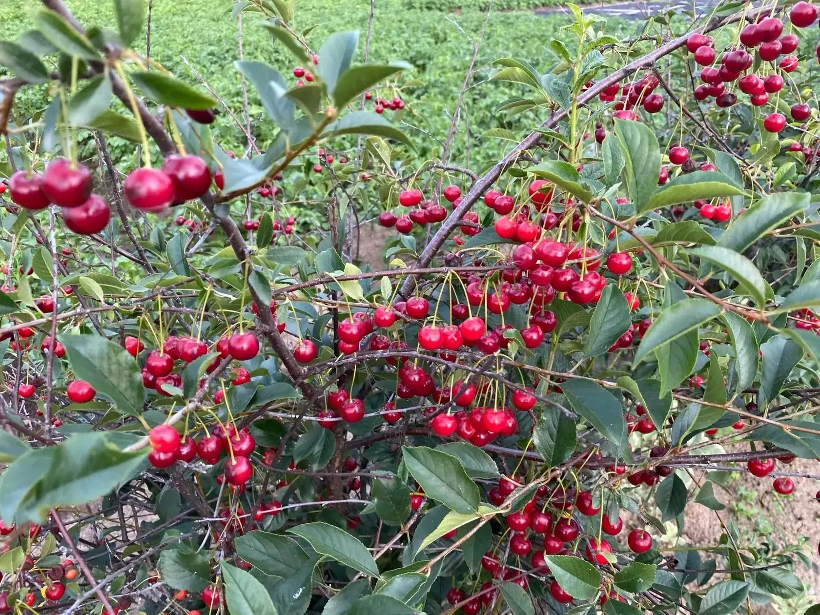 Собираем сегодня урожай вишни 🍒