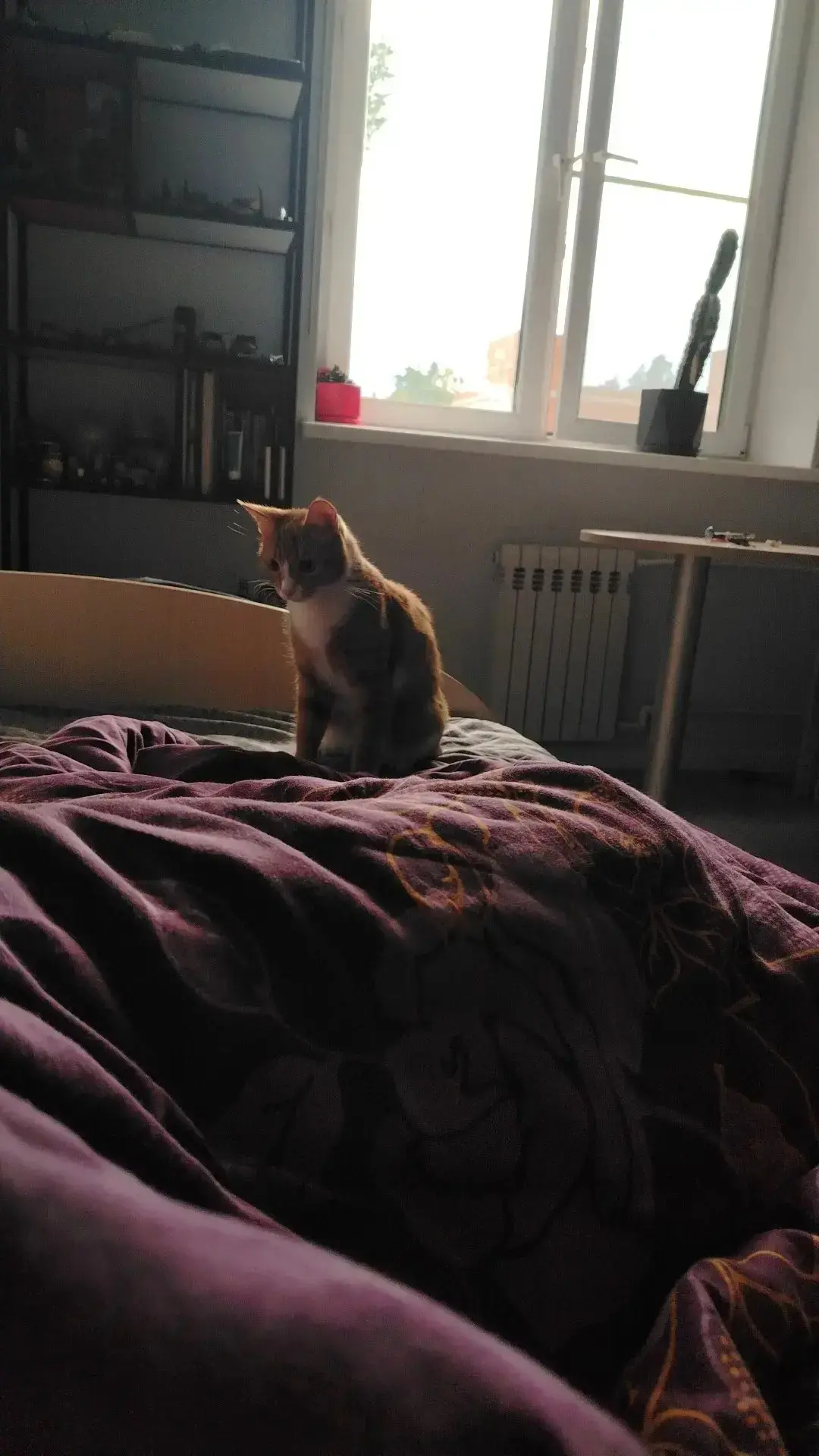 🐾 История одного спасения, которая тронула всё лицейское сообщество
