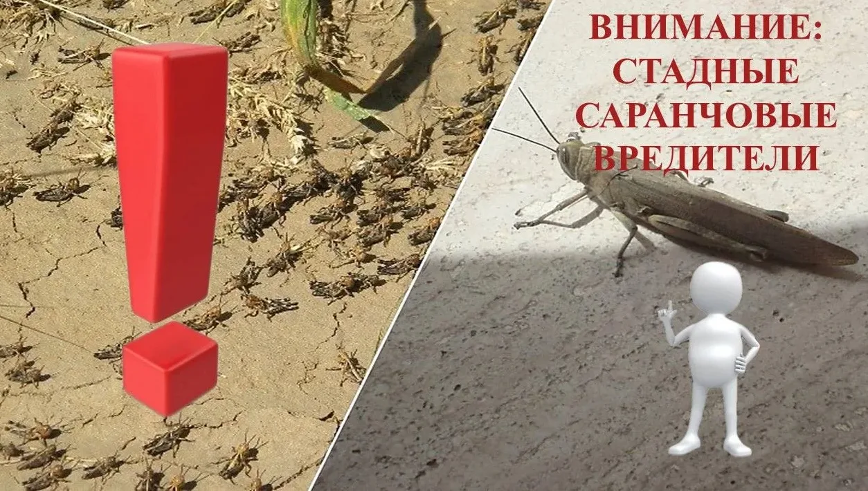 Вниманию аграриев: саранча представляет угрозу — рекомендации  по защите урожая

❗️С приближением но