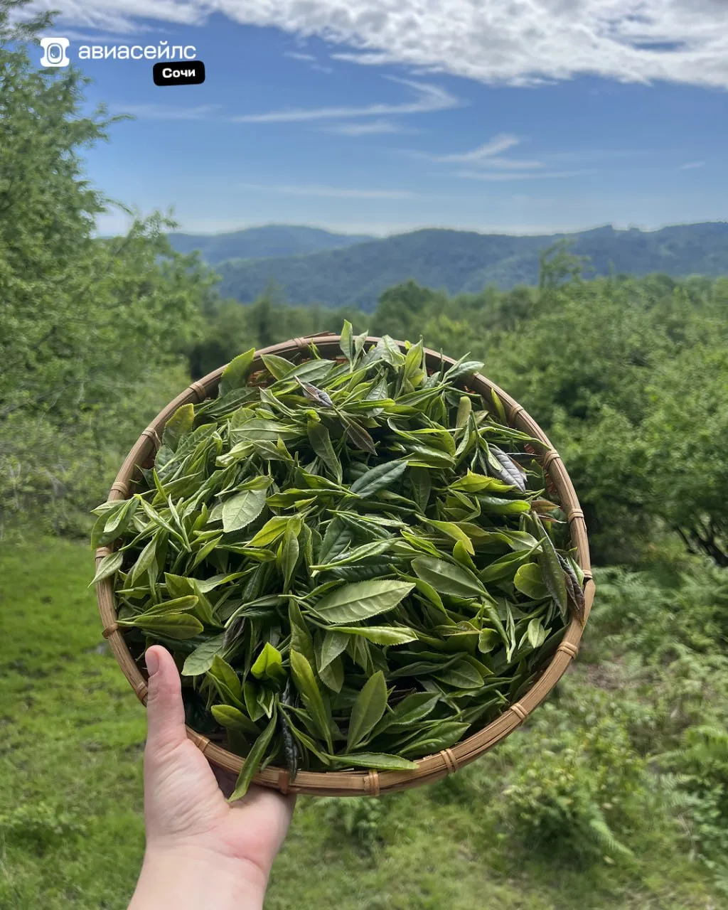 Ультранишевый способ провести день в Сочи 🍵