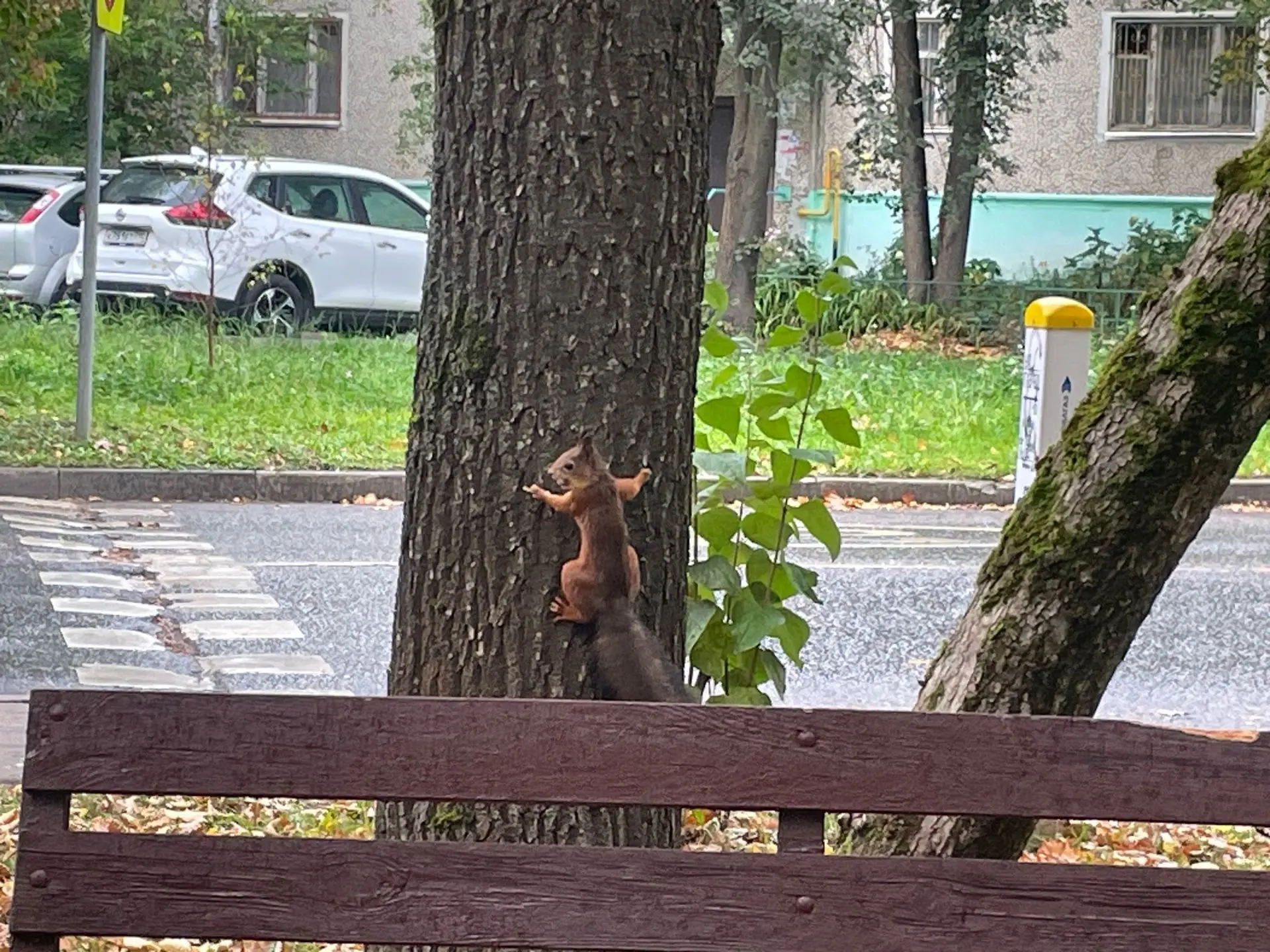 В нашу библиотеку ходят даже белки! 🐿