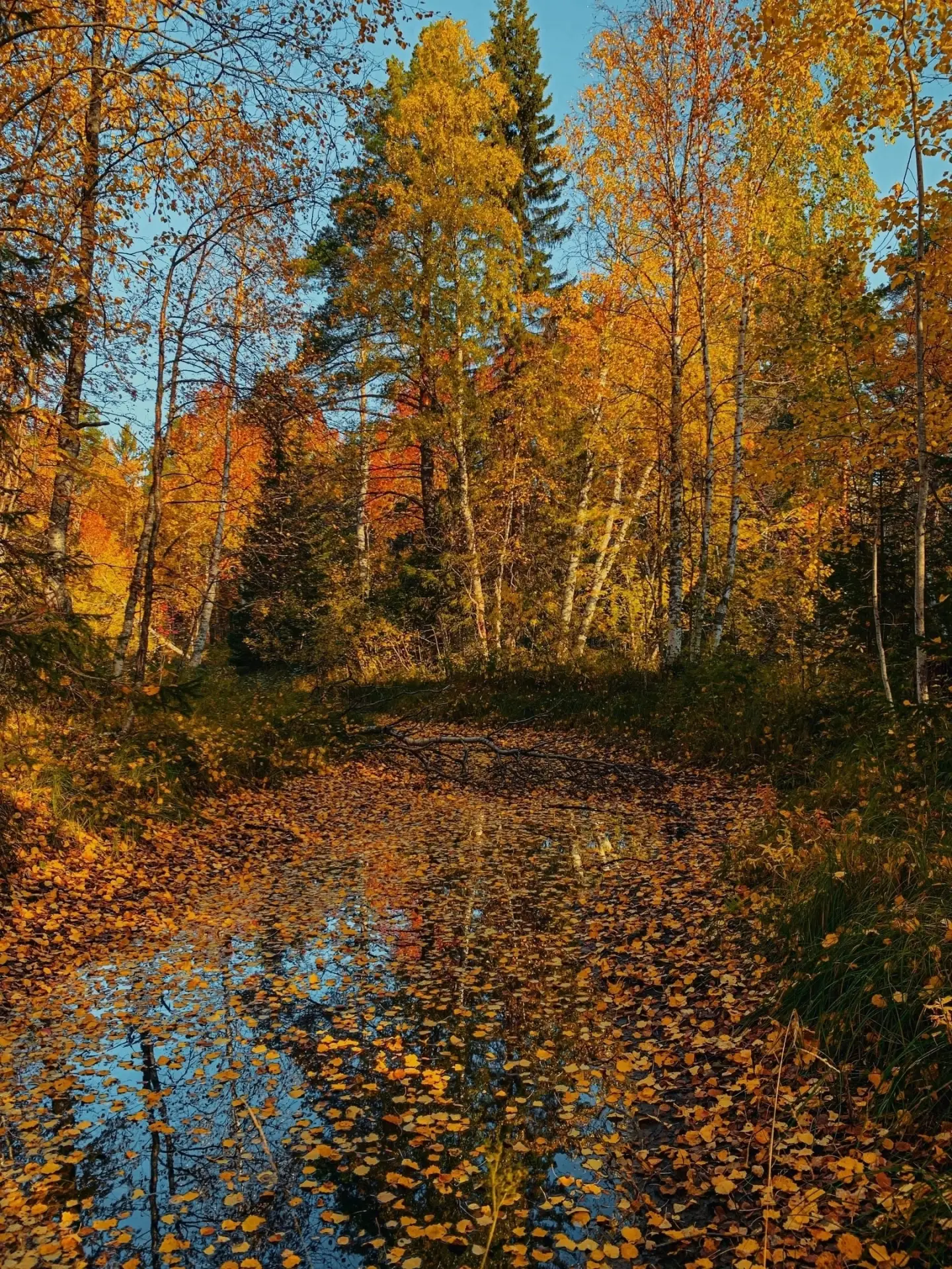 🍂Очень красиво в лесу в солнечный день ☀