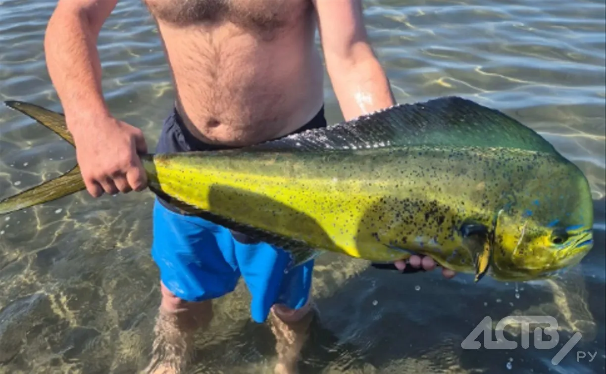 🐠Необычную рыбу поймали руками в Яблочном

Редкий вид рыбы заметили у берега в селе Яблочное Холмск