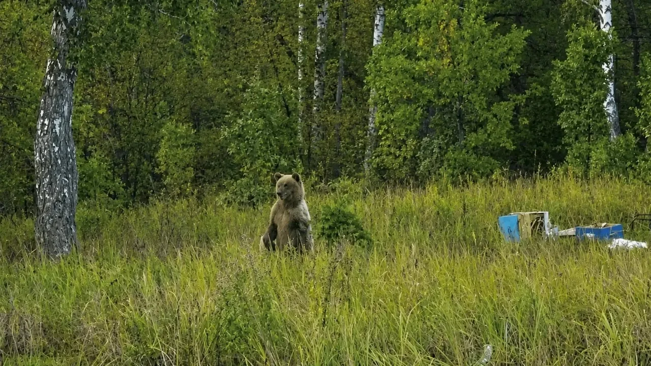 🐻Айыу умарталыҡты туҙҙырған