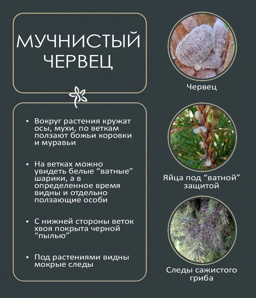 Очень хочется, чтобы созданные сады всегда оставались здоровыми и ухоженными. Увы, за к...