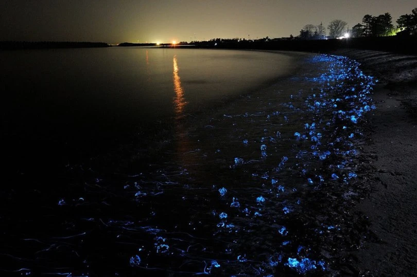 Светящееся чёрное море 🌊💙