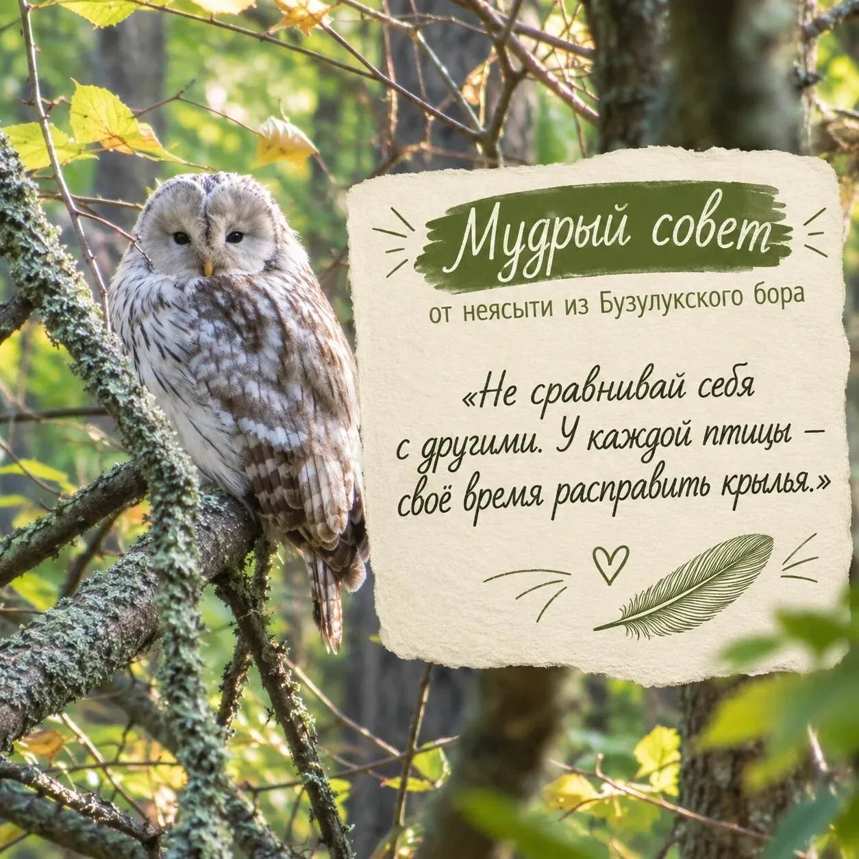 🦉 Если бы лесные жители вели социальные сети, неясыть наверняка публиковала бы именно ...