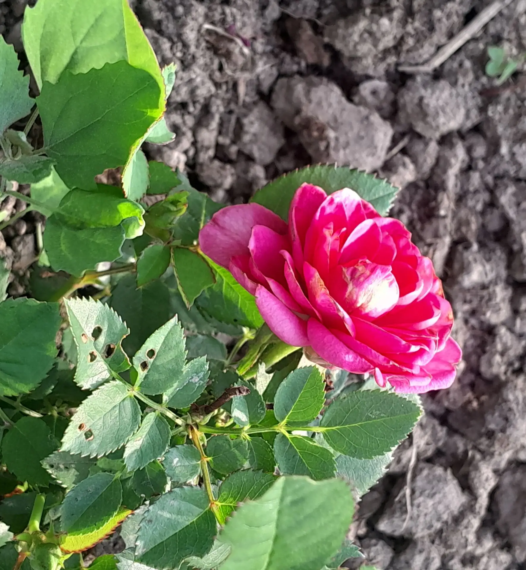 🌹 Флешмоб "Цифровой гербарий": Нежность Чайной Розы в Ваших Ладонях! 🌹

Андросова Сардана принимае