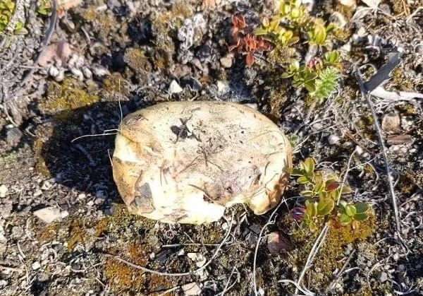🍄Грибной сезон открыт! 

Первые маслята взошли в лесах Бурятии. Если верить народным приметам, то о
