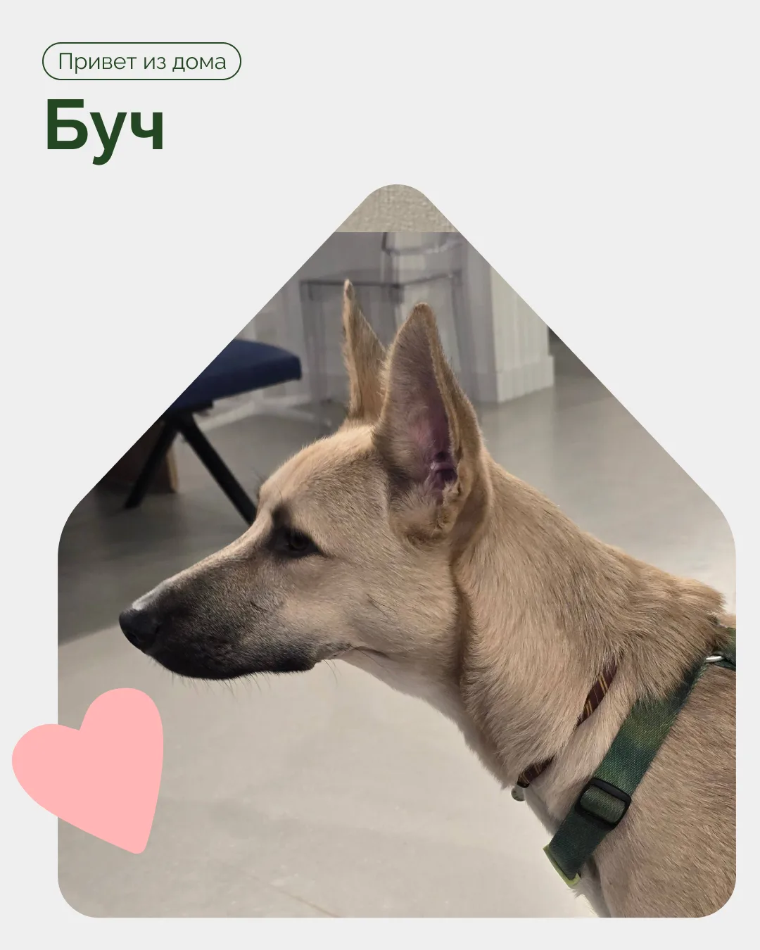 Привет из дома от Буча ❤️