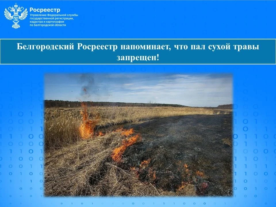 Белгородский Росреестр предупреждает: выжигание сухой травы запрещено!