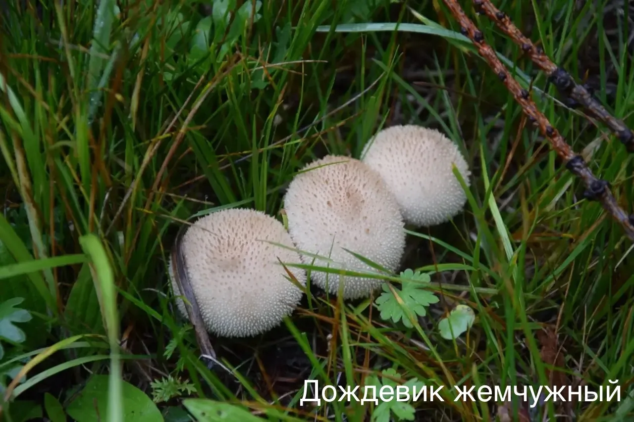 🌏Необычные грибы Тункинского национального парка: кораллы, кровавые зубы, лесные гвозд...