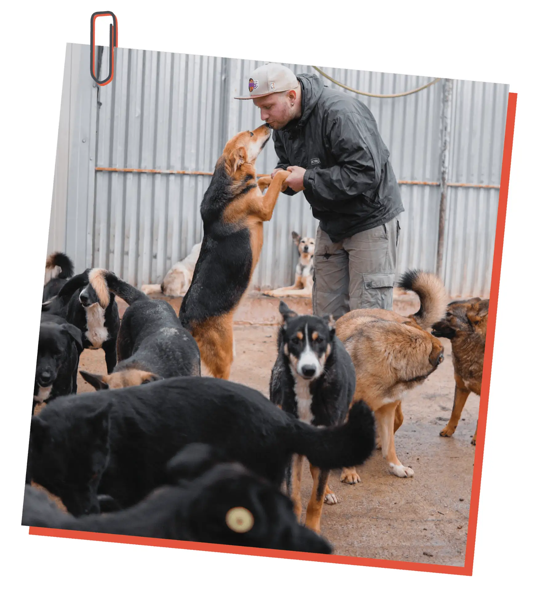 🐕Забота о наших братьях меньших🐕
