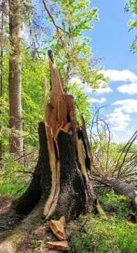 Заречный парк 🌳  ---------------- 👉 Поиск каналов в MAX  🚀 Купить рекламу в канале!