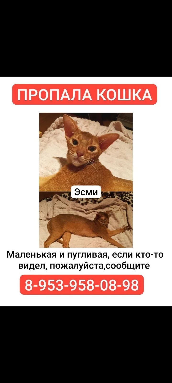 В районе ул Широкая д 3 корпус 4 пропала абисинская кошка