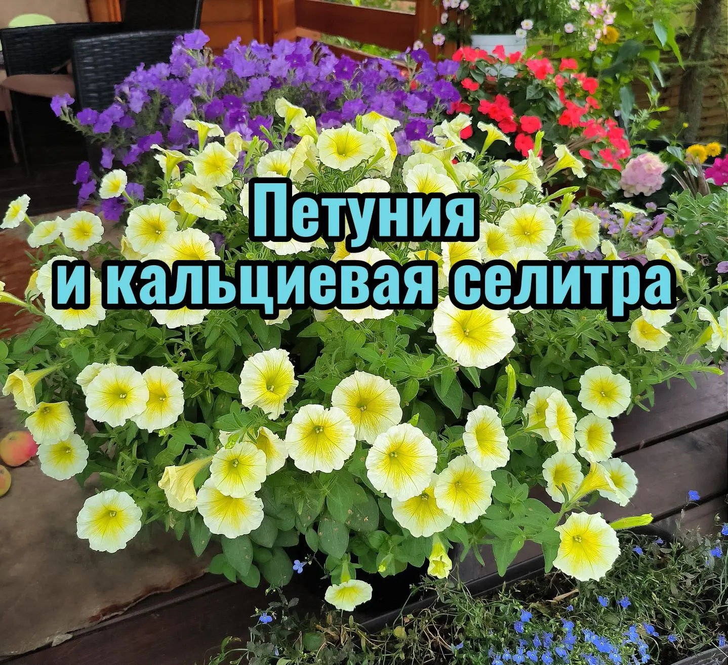 🌸Петуния🌸 и 🫧 кальциевая селитра🫧

🫧 Кальциевая селитра - азот и кальций;
🫧 Формирует каркас р