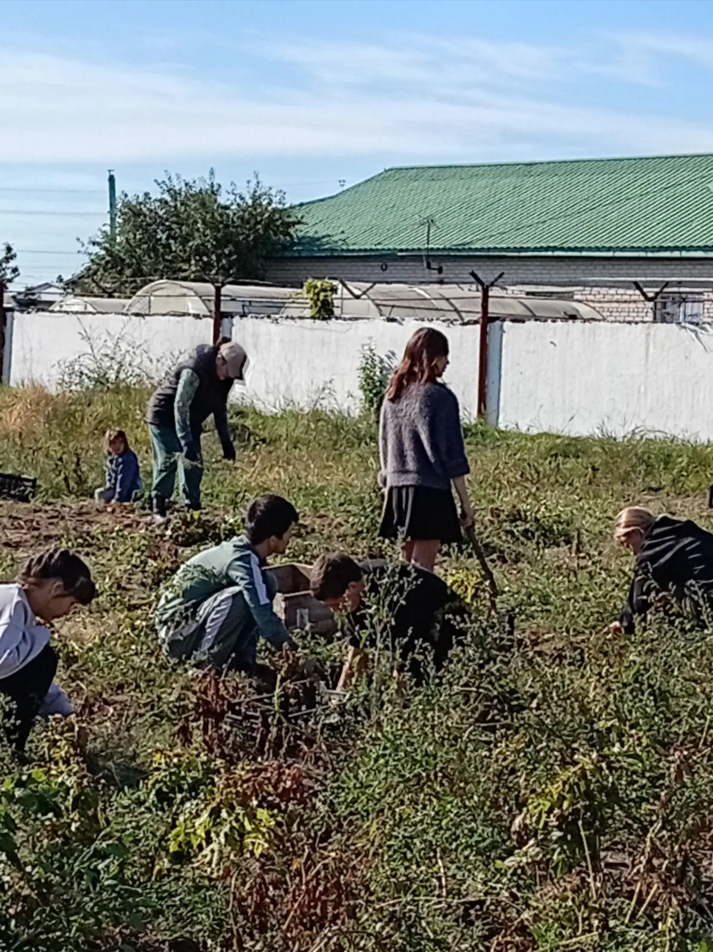 🌾🥔 Собрали урожай — научились вместе! 🥔🌾
