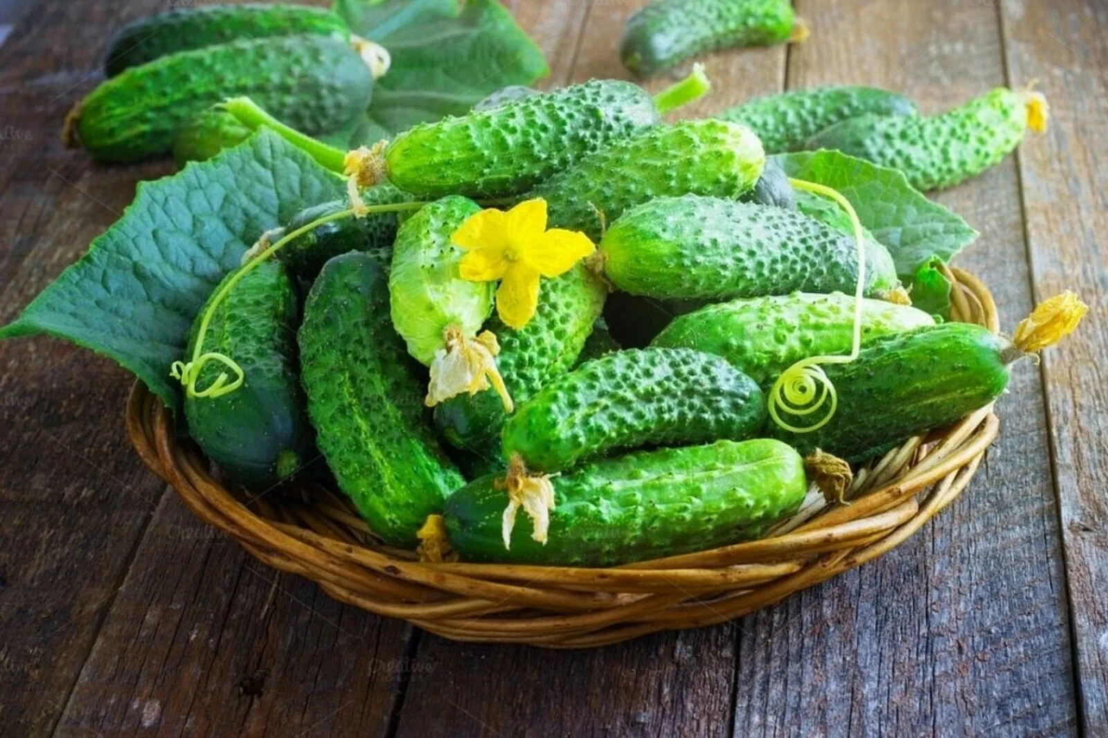 🥒 Во второй половине июля кормим огурцы калием и фосфором – для долгого плодоношения, ...